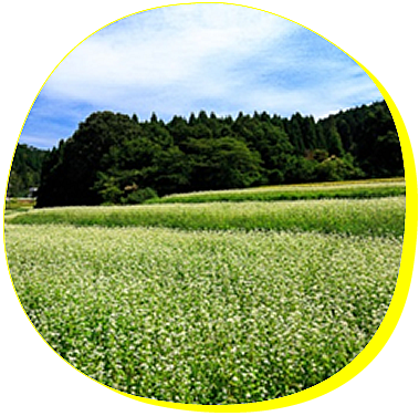 メイン