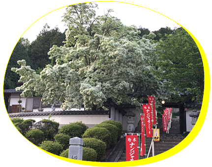メイン