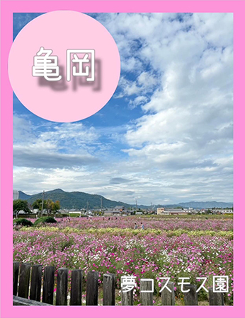 夢コスモス園